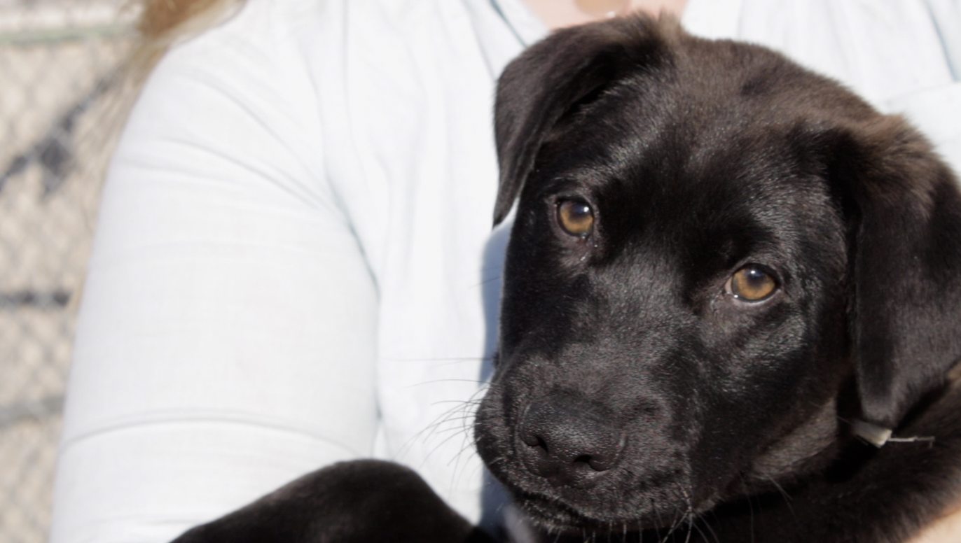Humane Society of Western Montana
