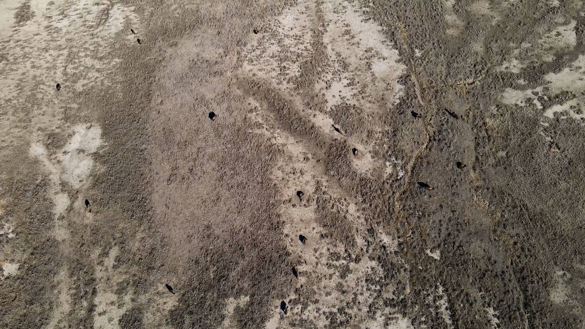 american prairie drone.jpg