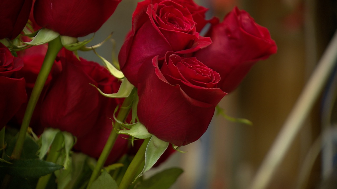 Divine Flower Shop says most of the roses are imported internationally