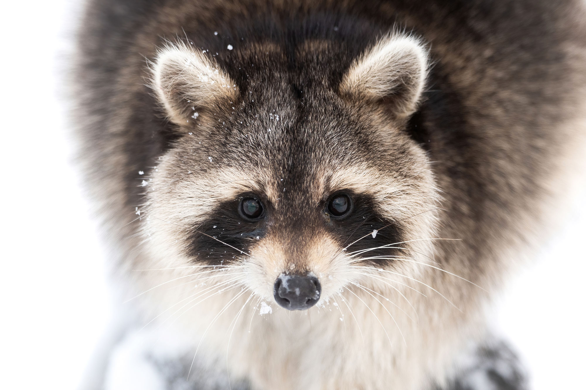 Wildlife_Winter-Raccoon_Nathaniel-Peck-LG.jpg