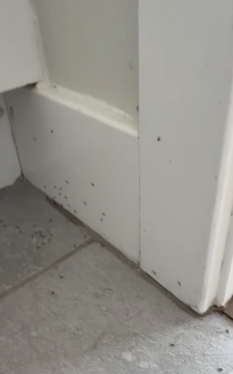 San Diego ant invasions surge during heat wave