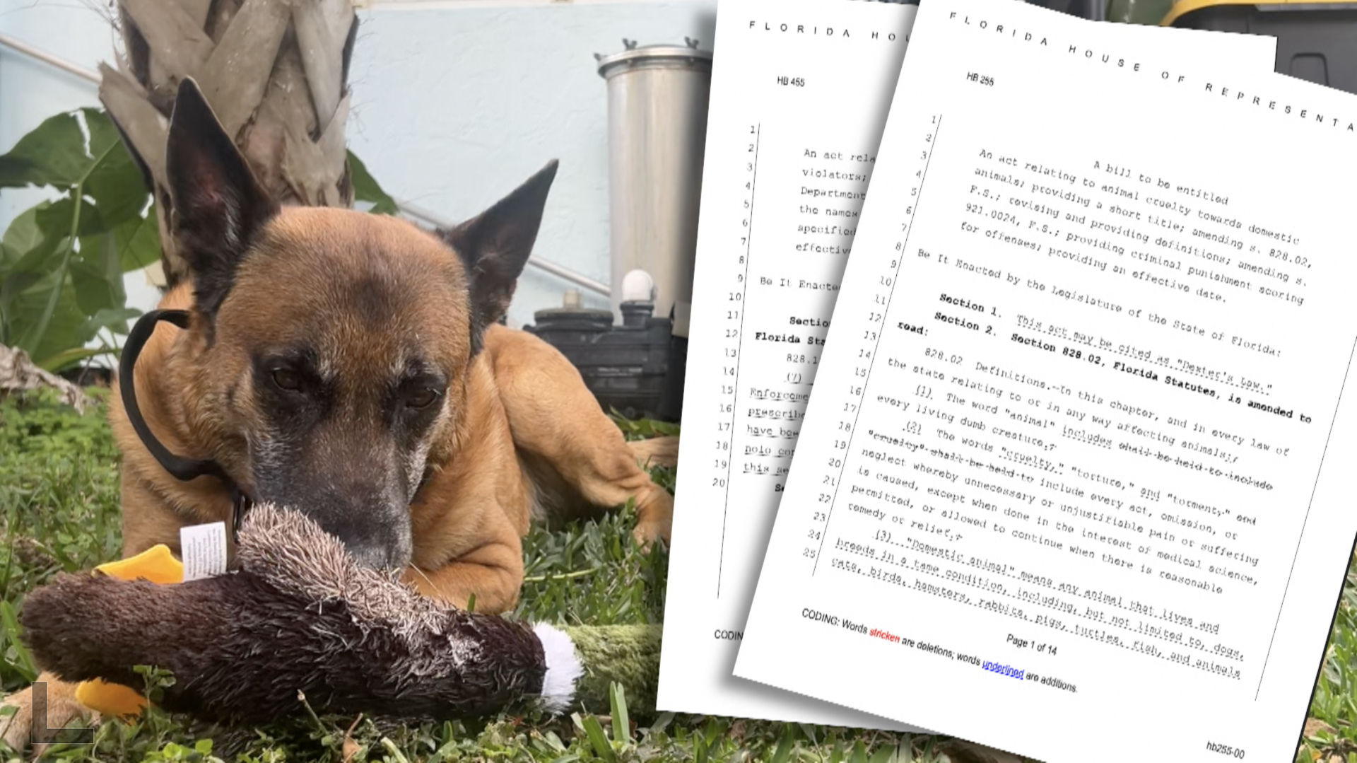 How two bills could protect your pet from abuse.png