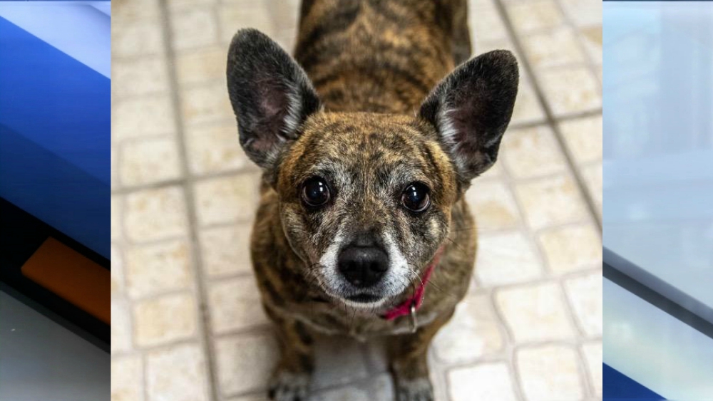 Penny pet of the week