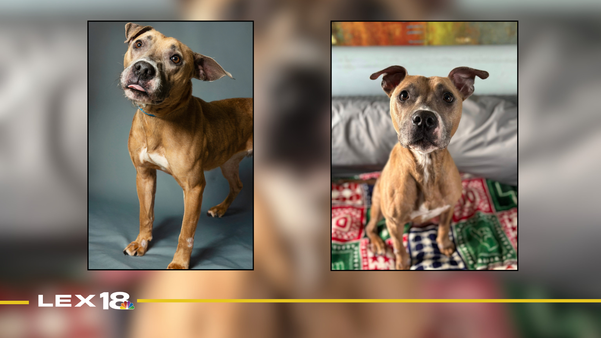 Featured Image Custom Edit (1).png