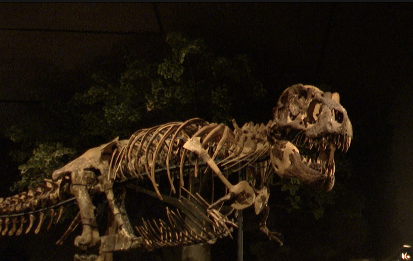 'Digging into Dinosaurs' Museum of the Rockies series garners audiences from around the world - Vimarsana News