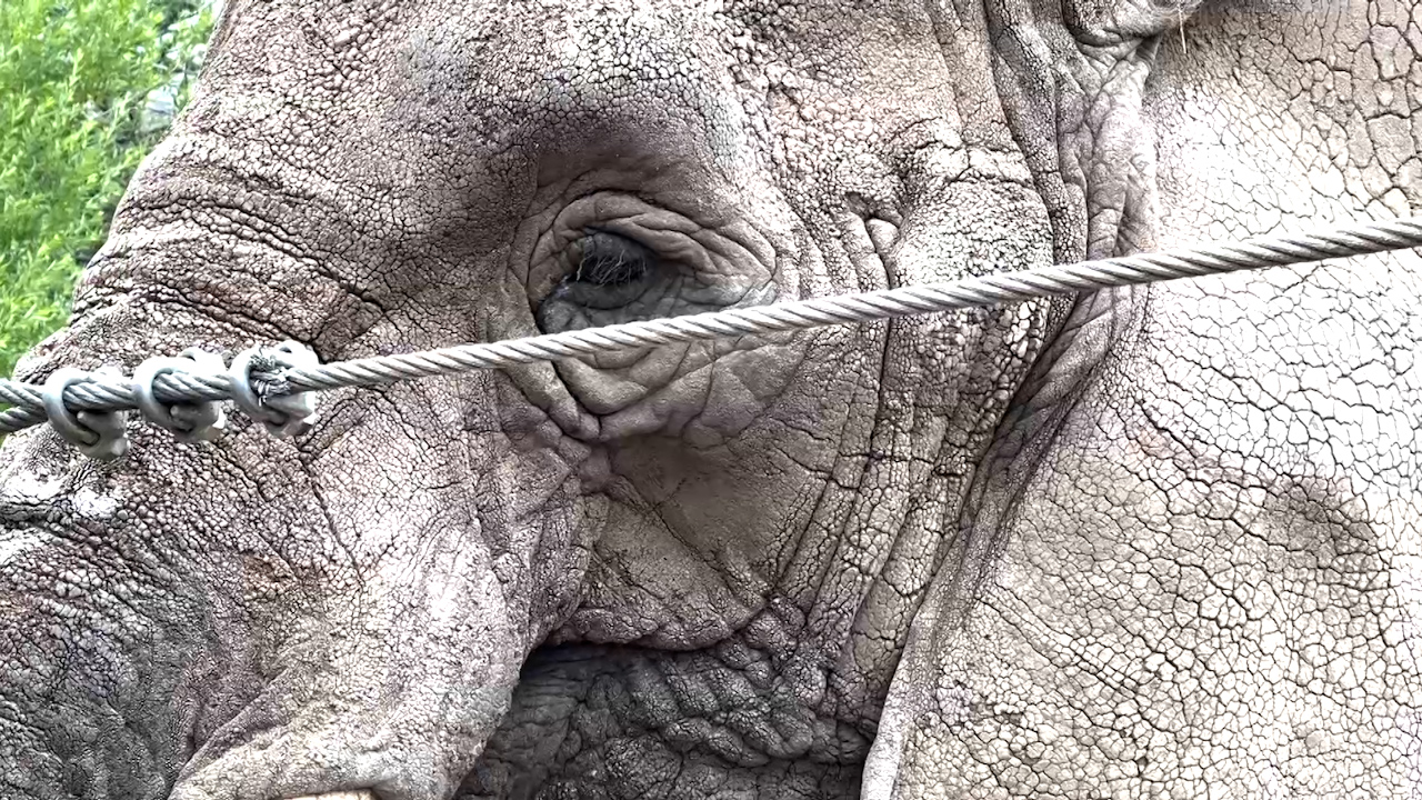 CMZoo Elephant.jpg