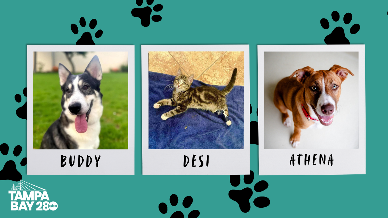 Tampa Bay 28 - Rescues in Action.png