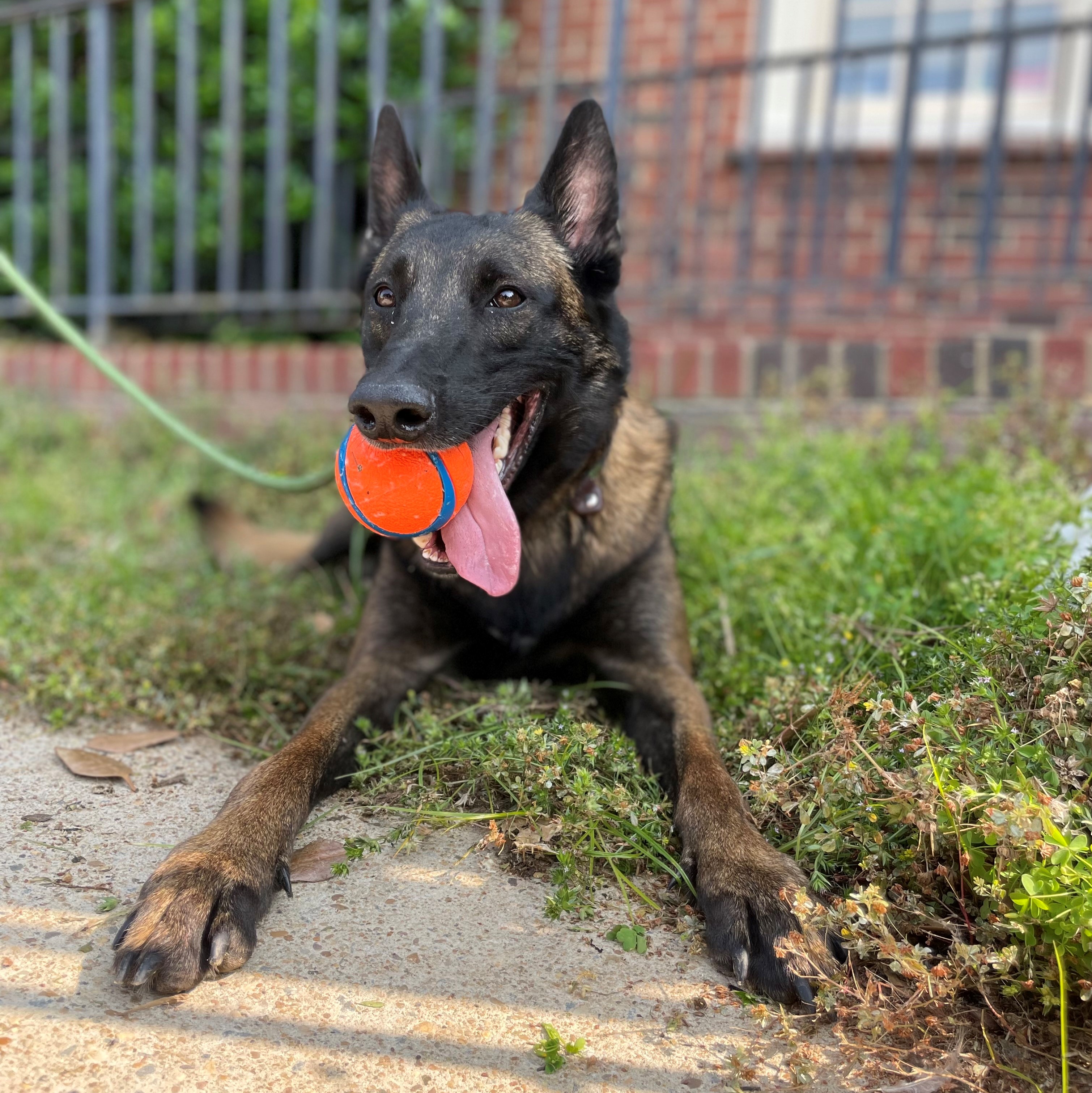 Virginia Beach Sheriff's Office welcomes new K9 unit with first-ever female handler