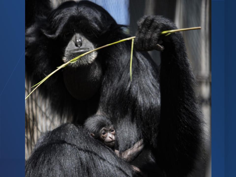 Baby Siamang at Garden City Zoo