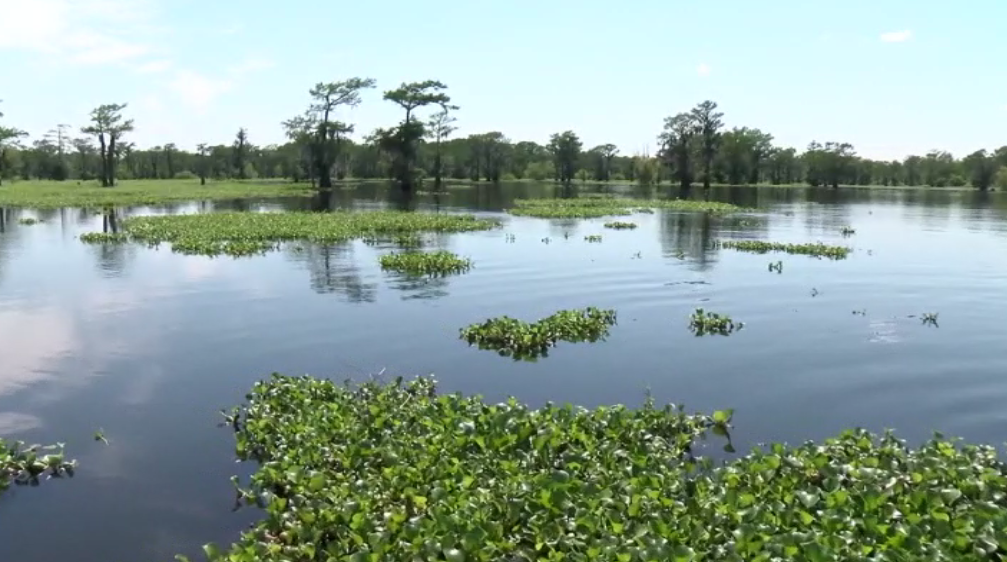 atchafalaya basin.PNG