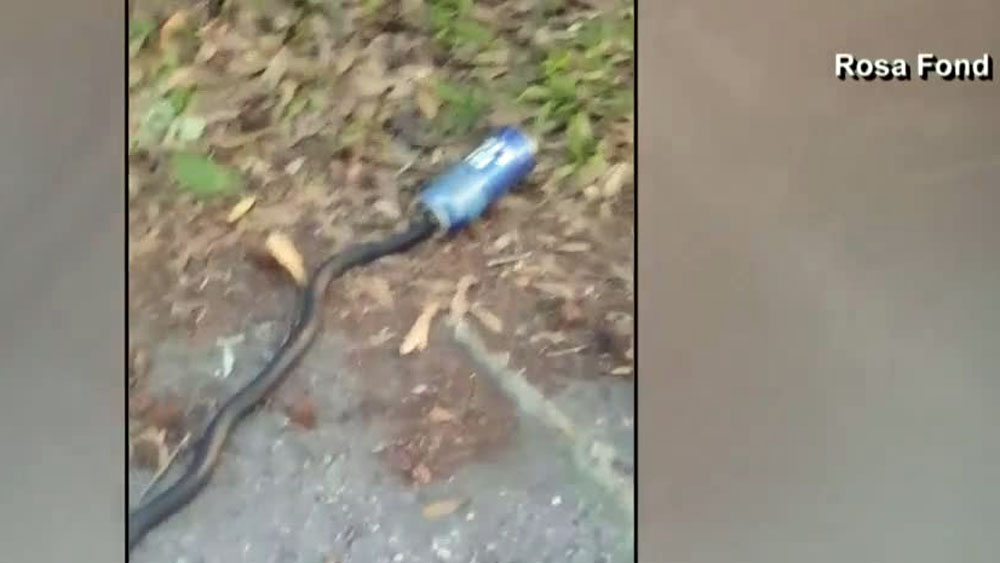 wptv-snake-stuck-in-beer-can-.jpg
