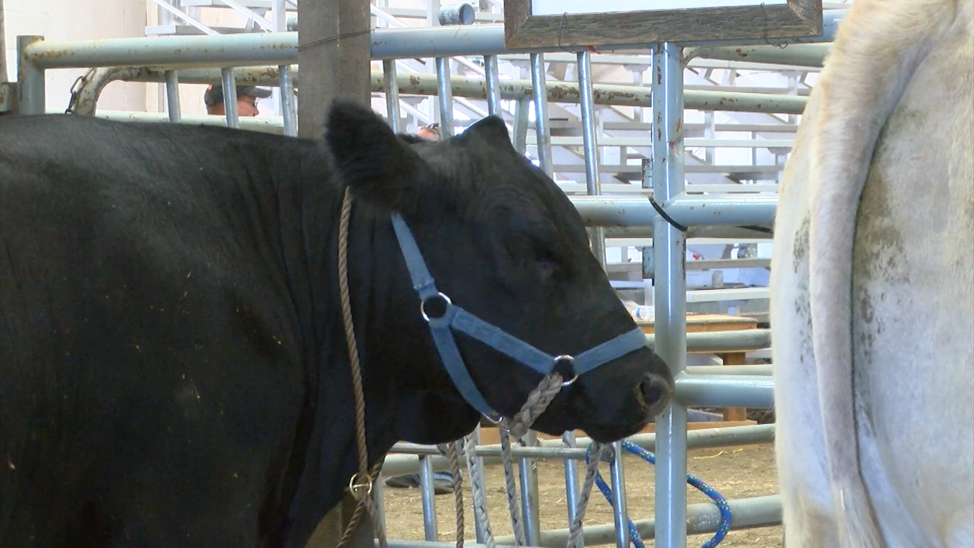 4H Cows.png