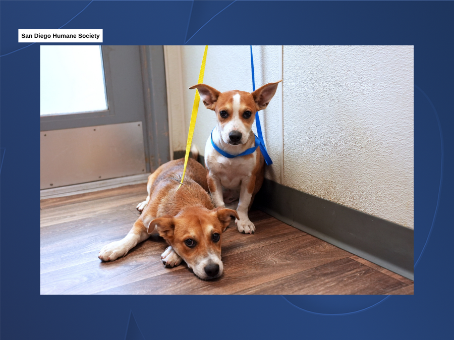 linda_vista_dog_rescue2_sdhs_080426.png