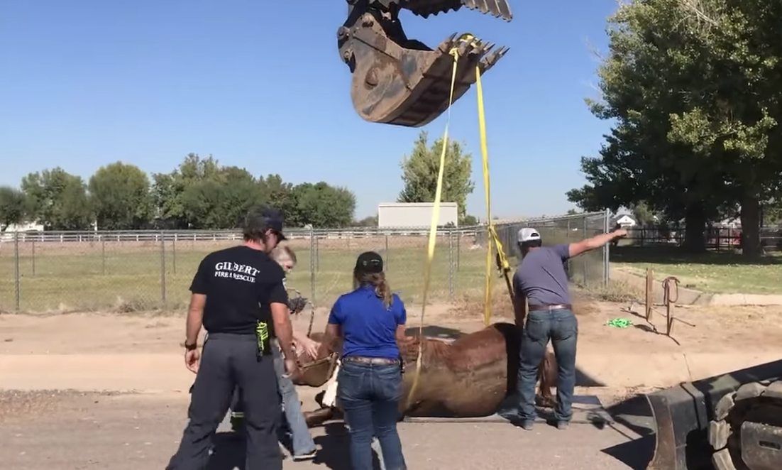 Gilbert horse rescue.png