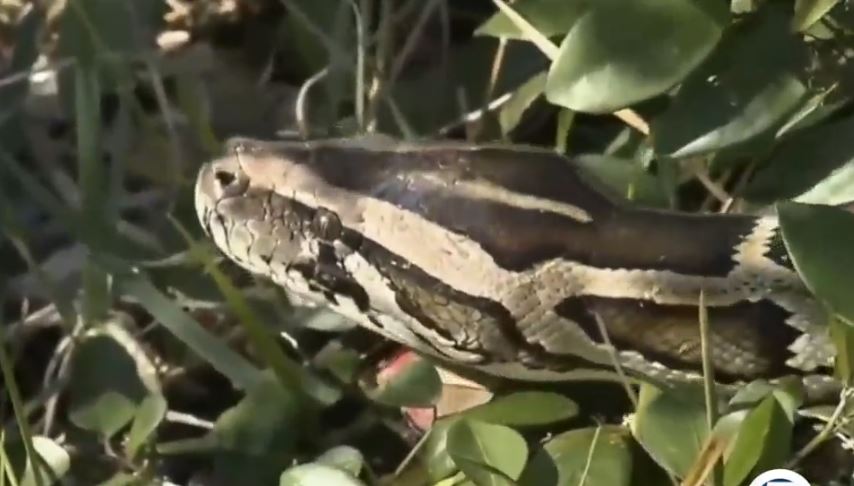 wptv python.JPG