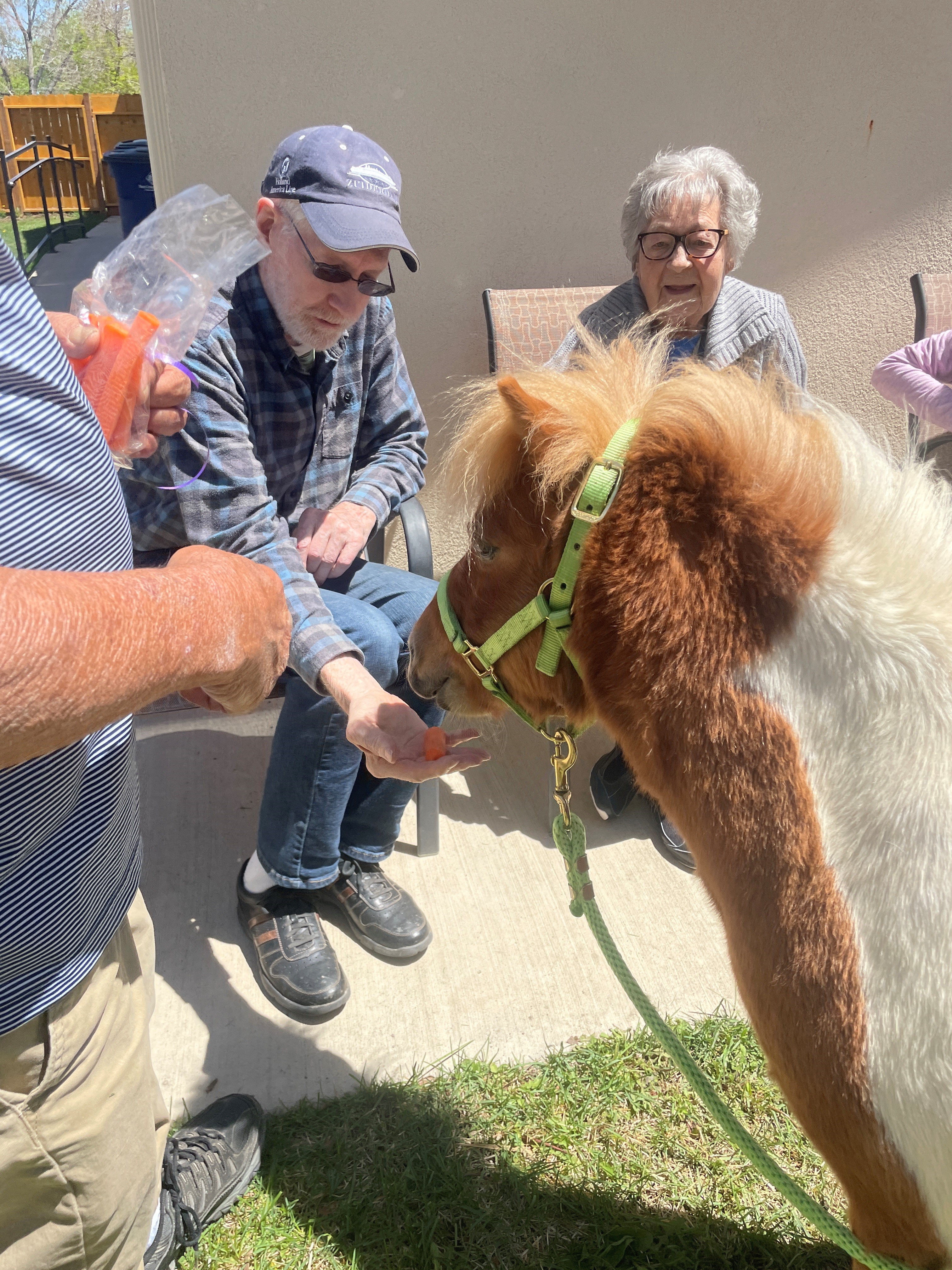 Rocky the Therapy Miniature Horse