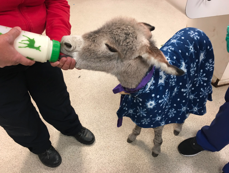 Burro rescue