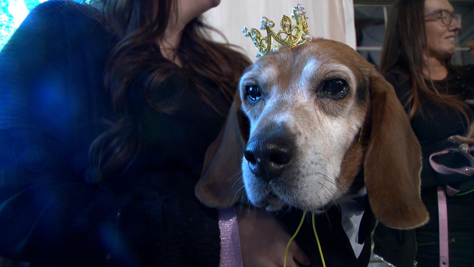 Dog Prom