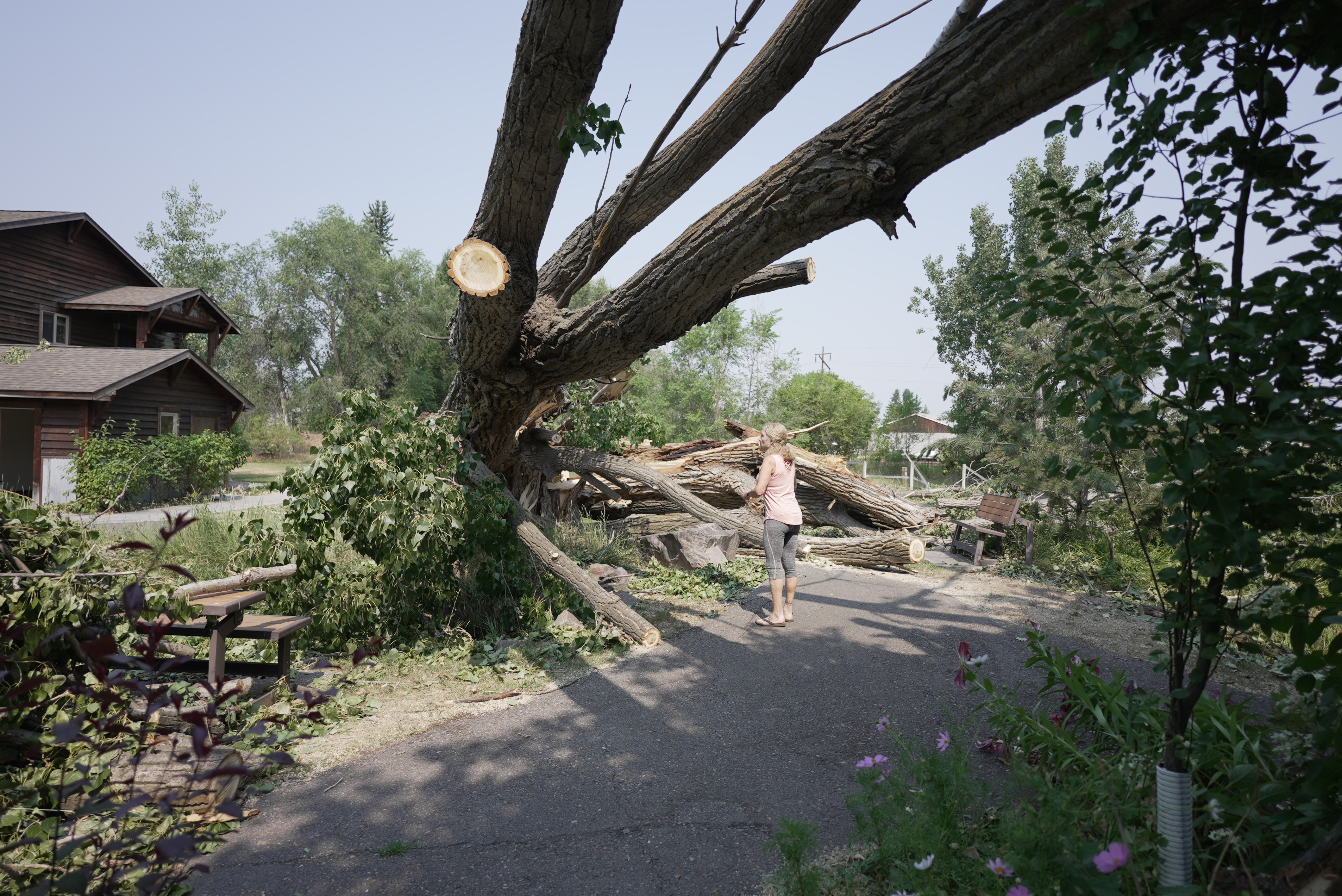 Tree on Home Missoula 