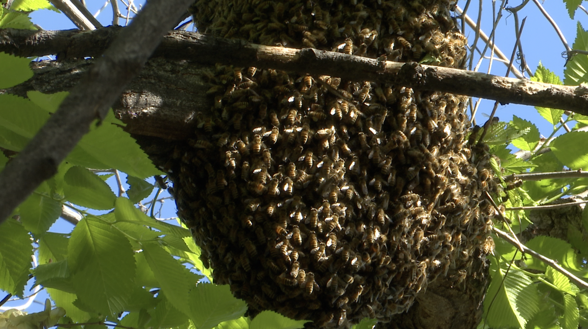 Bee Swarm