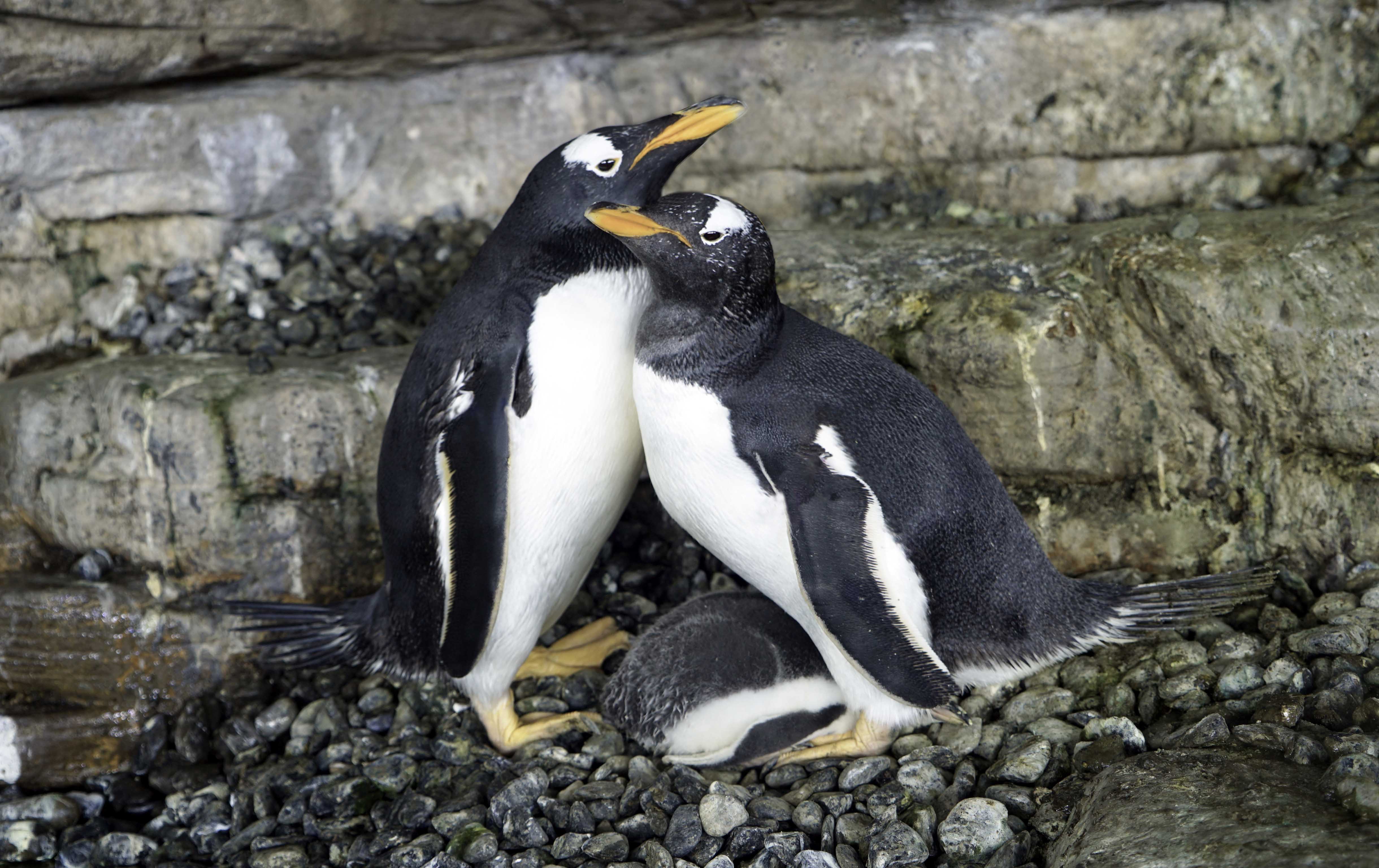 Same-sex penguin couple hatch adopted egg