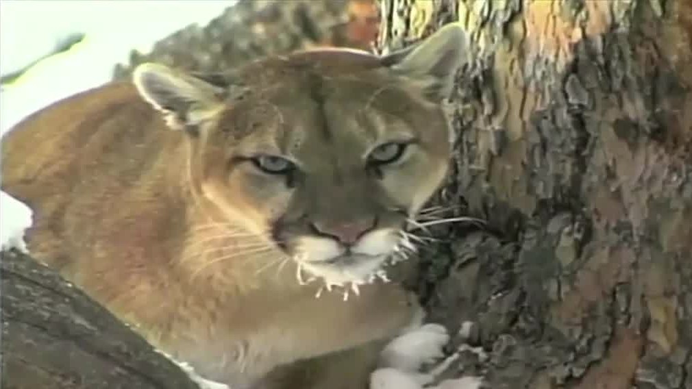Mountain Lion - undated file photo from MT FWP