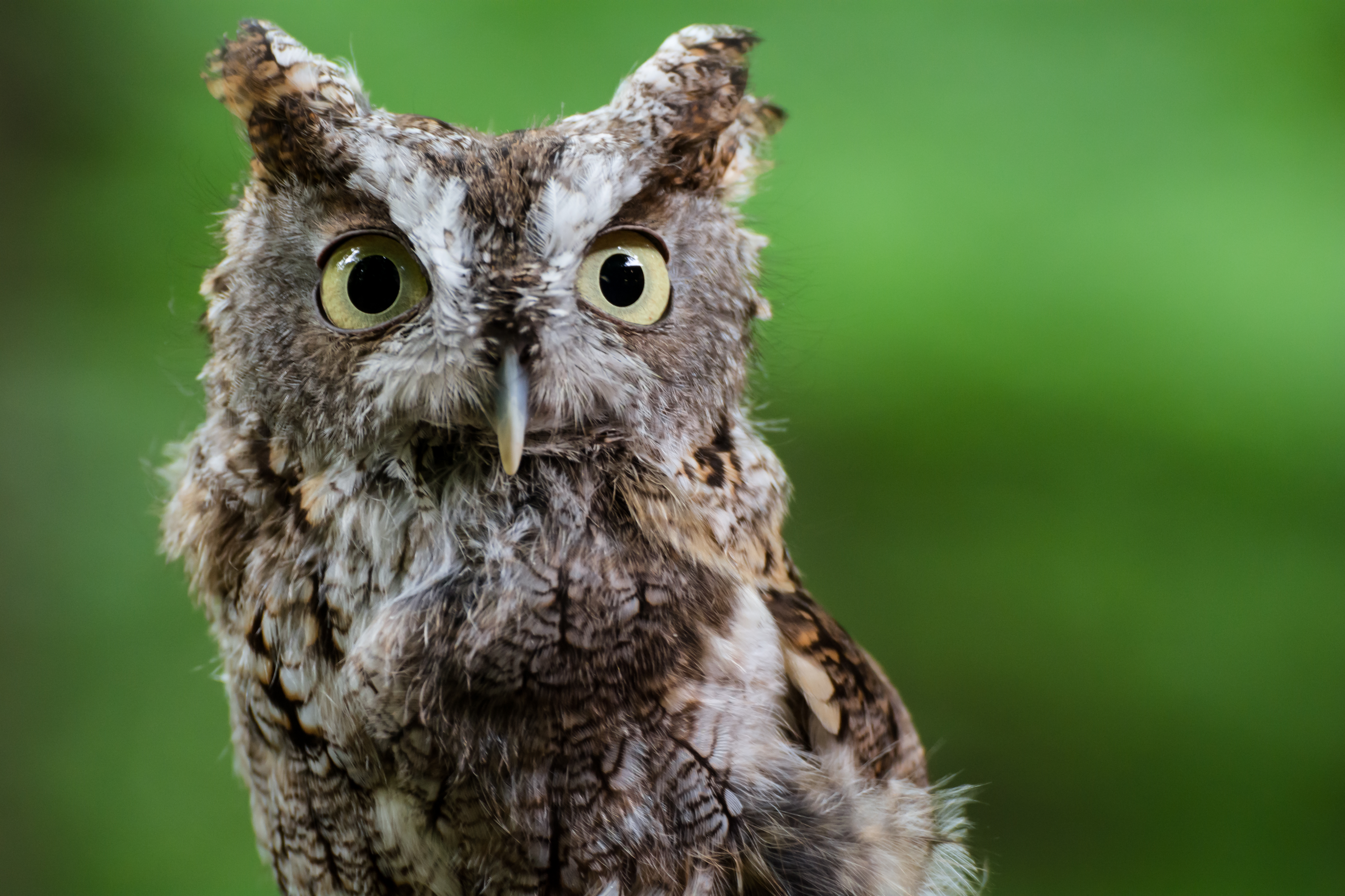 Blandford Nature Center Dr. Who Shreech Owl - Courtesy Blandford Nature Center.jpg
