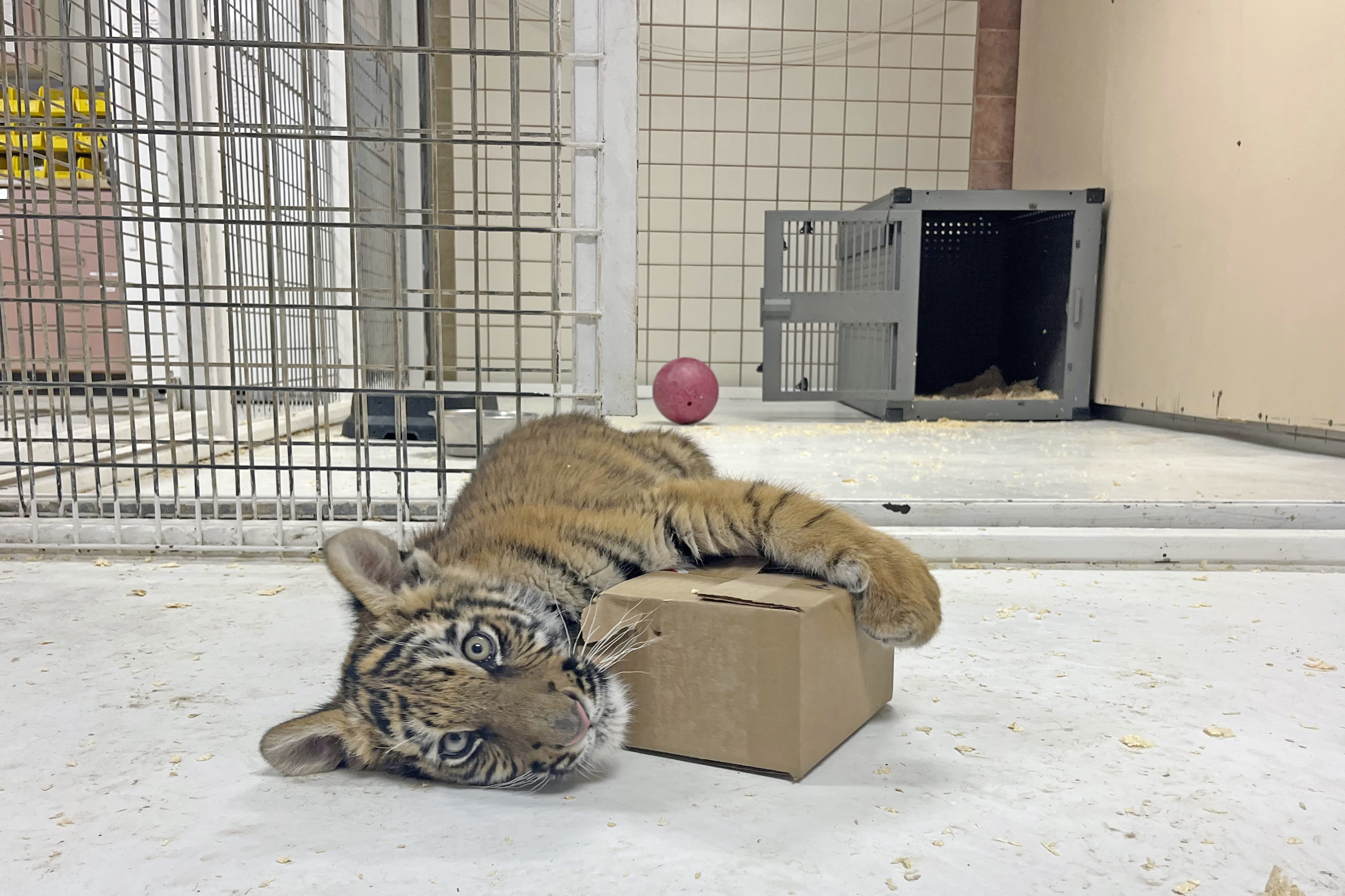 Found TIger Cub