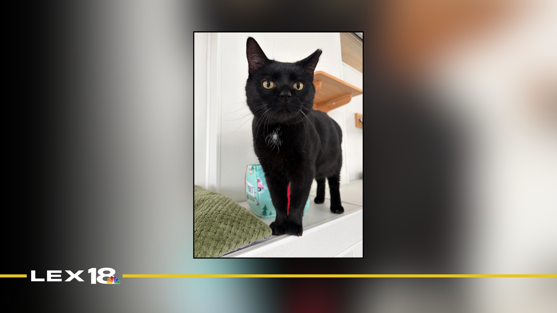 Featured Image Custom Edit (16).png