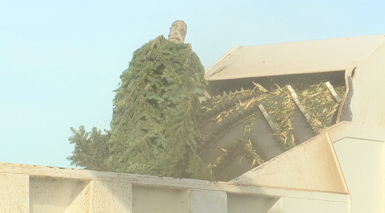 Christmas tree recycling