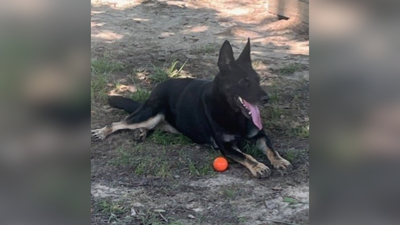 K-9 Rita
