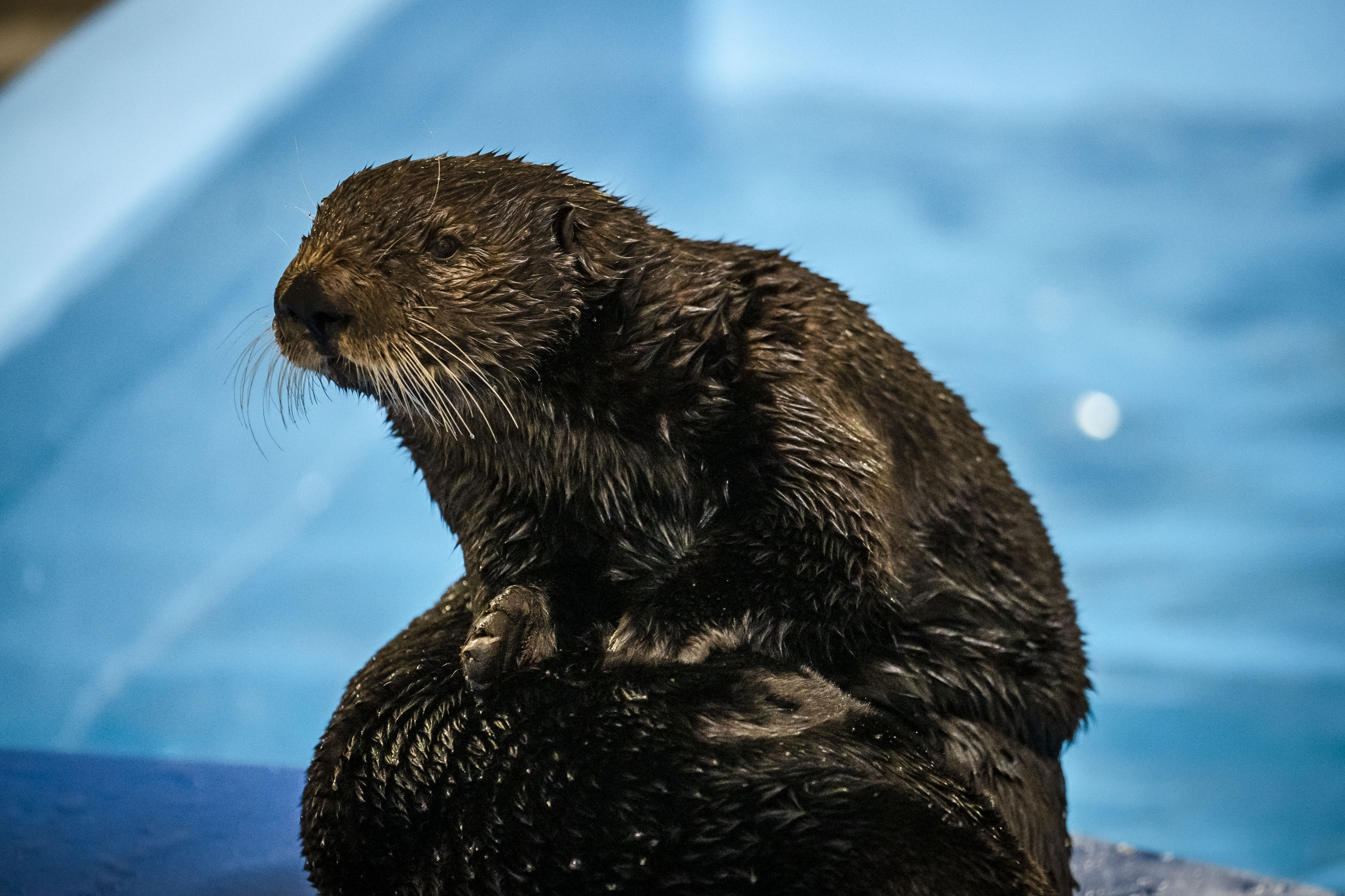 Chilly in habitat.jpg