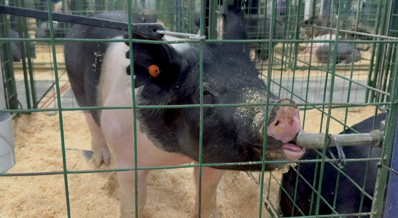 Northwest Montana Fair Livestock Sale