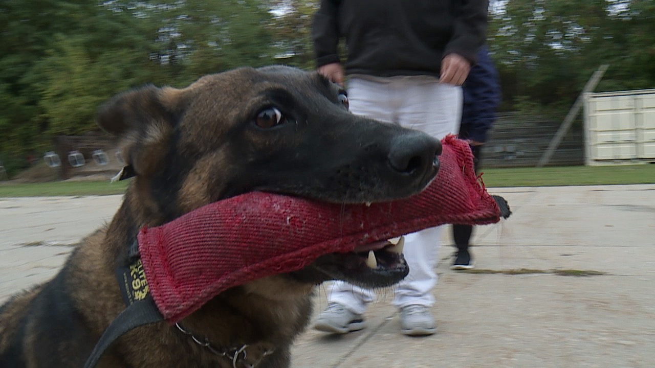Dozer Running Around 6.jpg