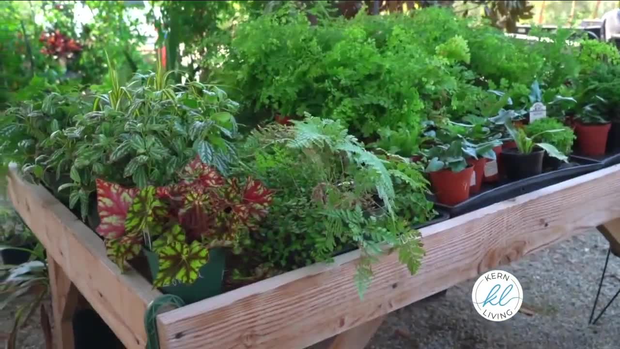 Bolles Nursery, Bakersfield, August 4, 2021