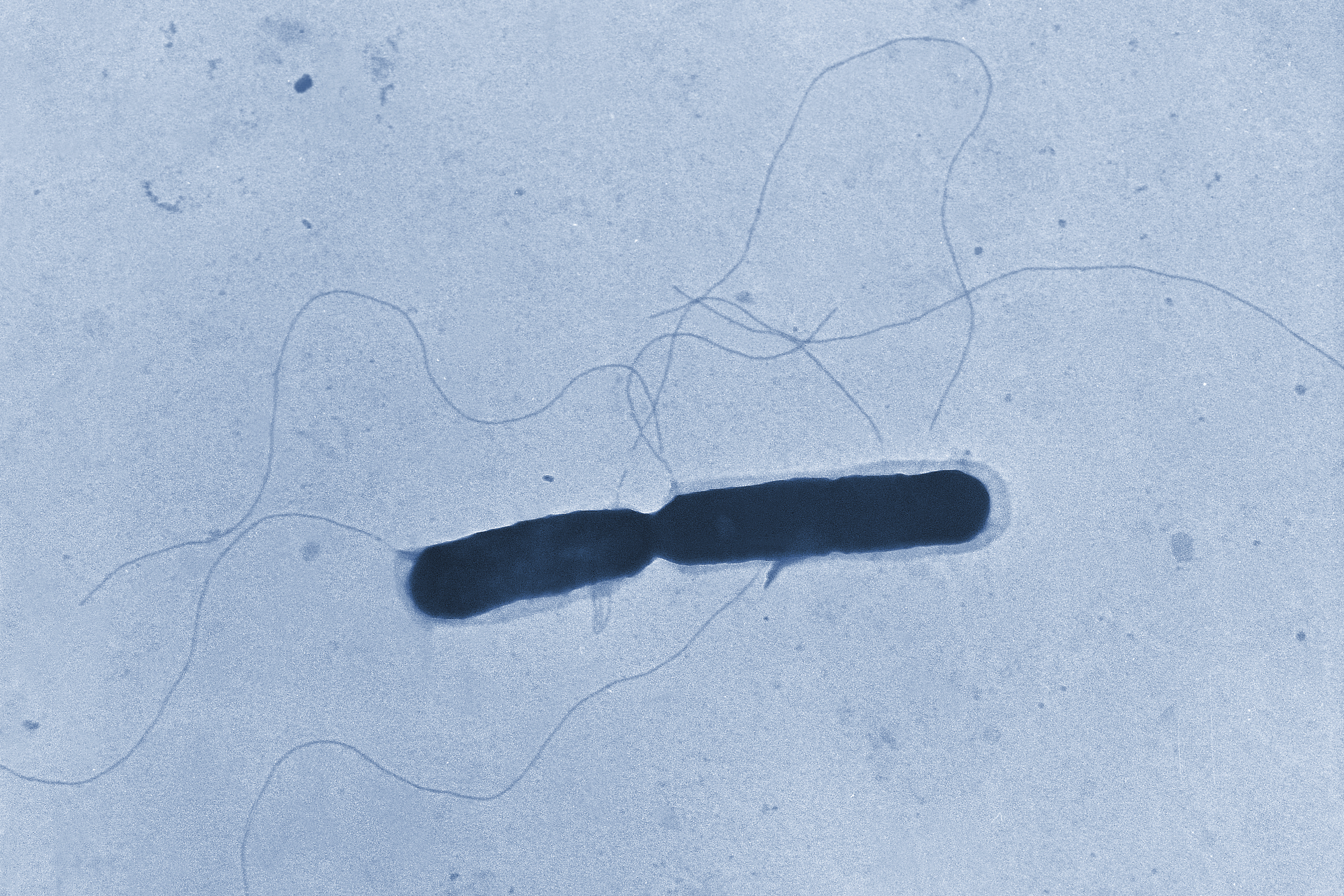 Listeria