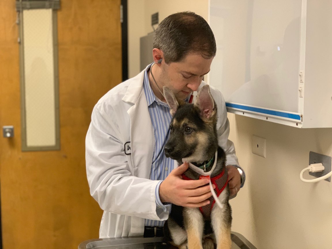 puppy logan csu.jpg