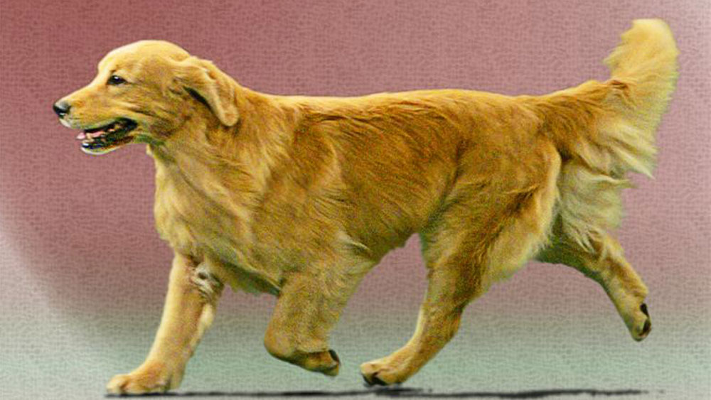 WPTV-GOLDEN-RETRIEVER-.jpg