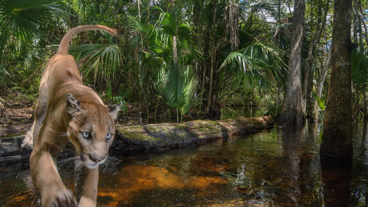 Movie 'Path of the Panther' showcases Florida's endangered species