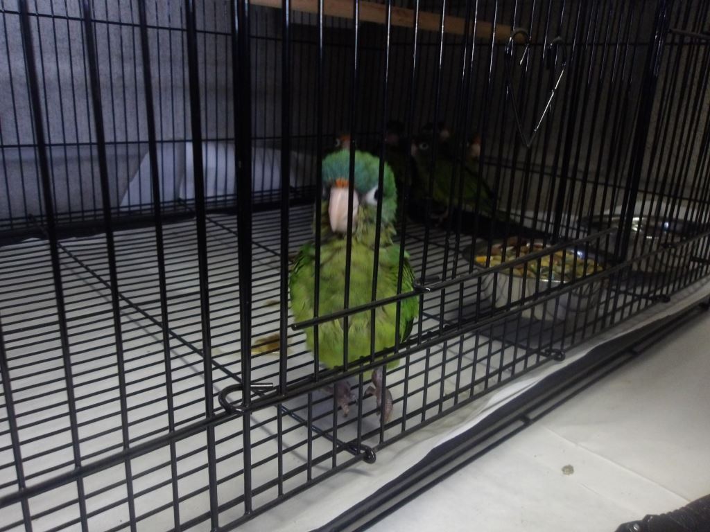OTAY Parrot 1.JPG