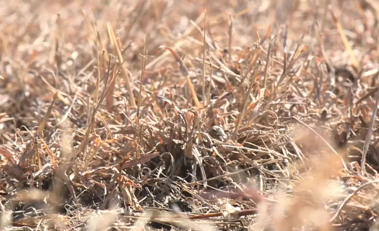 Dry grass, Feb. 15, 2026