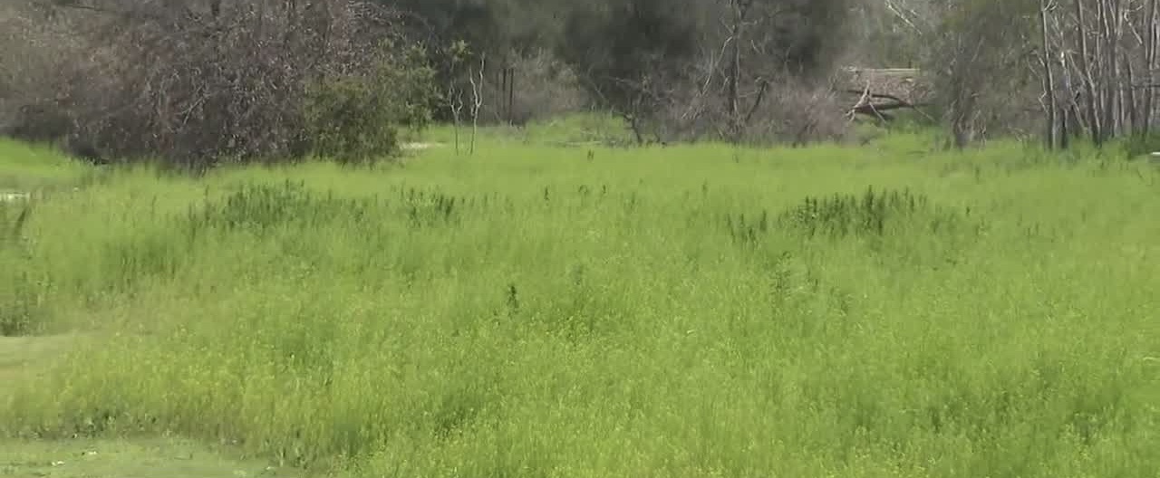 Bakersfield allergy season