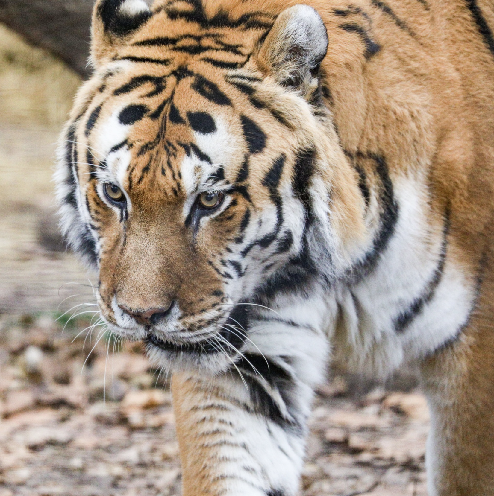 Sivaki the Amur tiger passes way