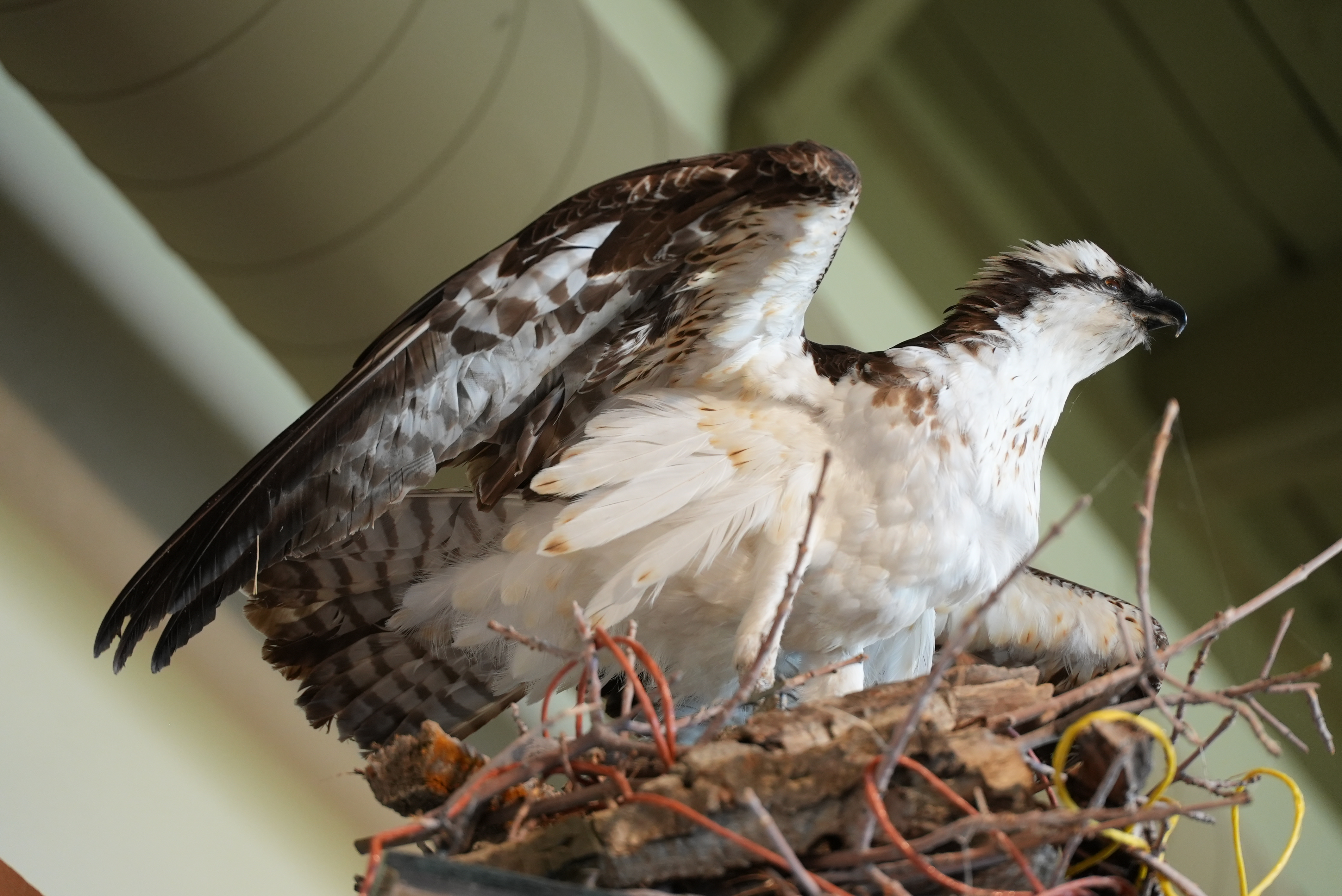 Taxidermy osprey