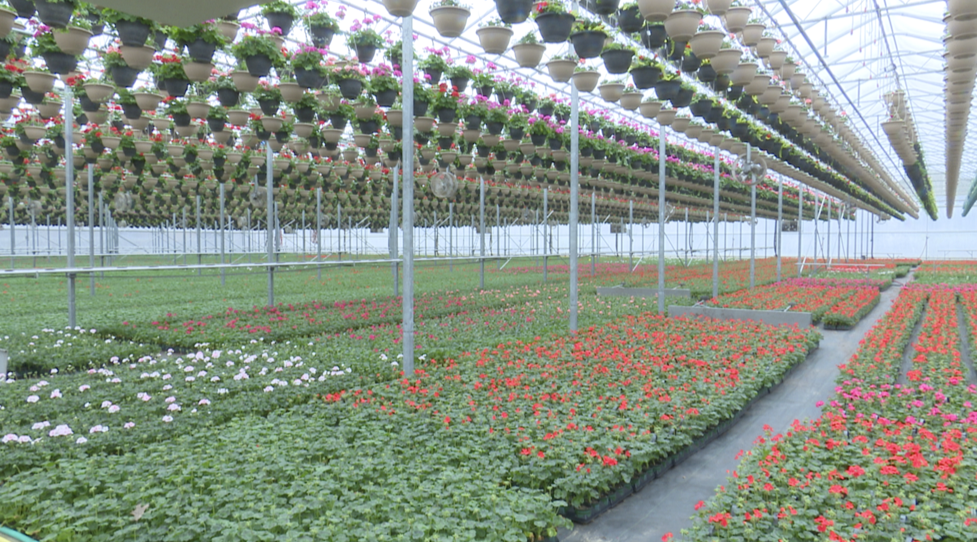 Greenhouse owners expect tough season, financial strain during stay-at-home order