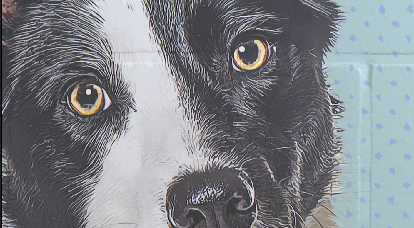 Microchipping event aimed to help keep pets in our neighborhood safe