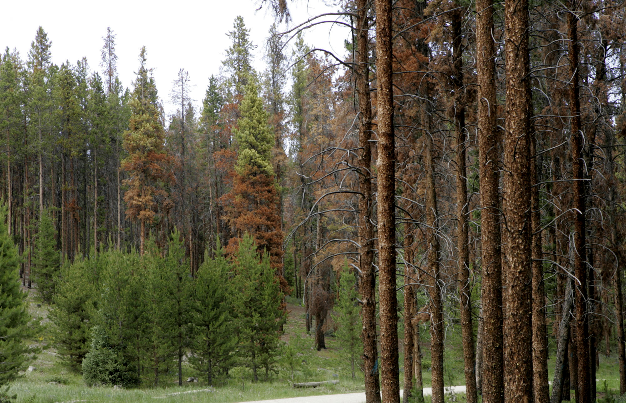 Bark Beetles