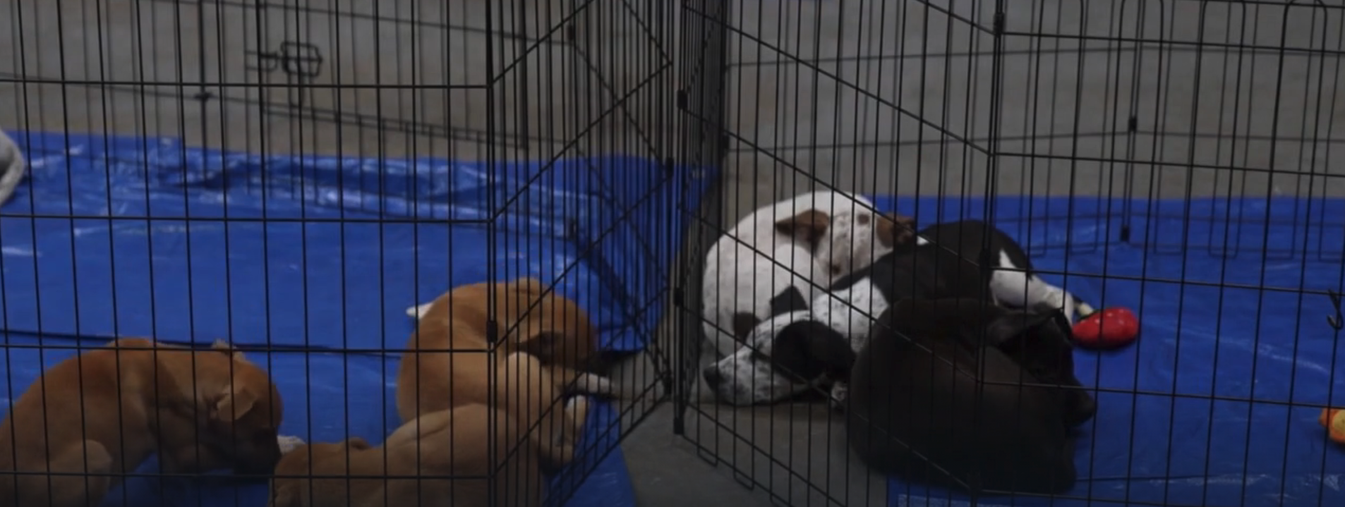 puppy adoption generic.png