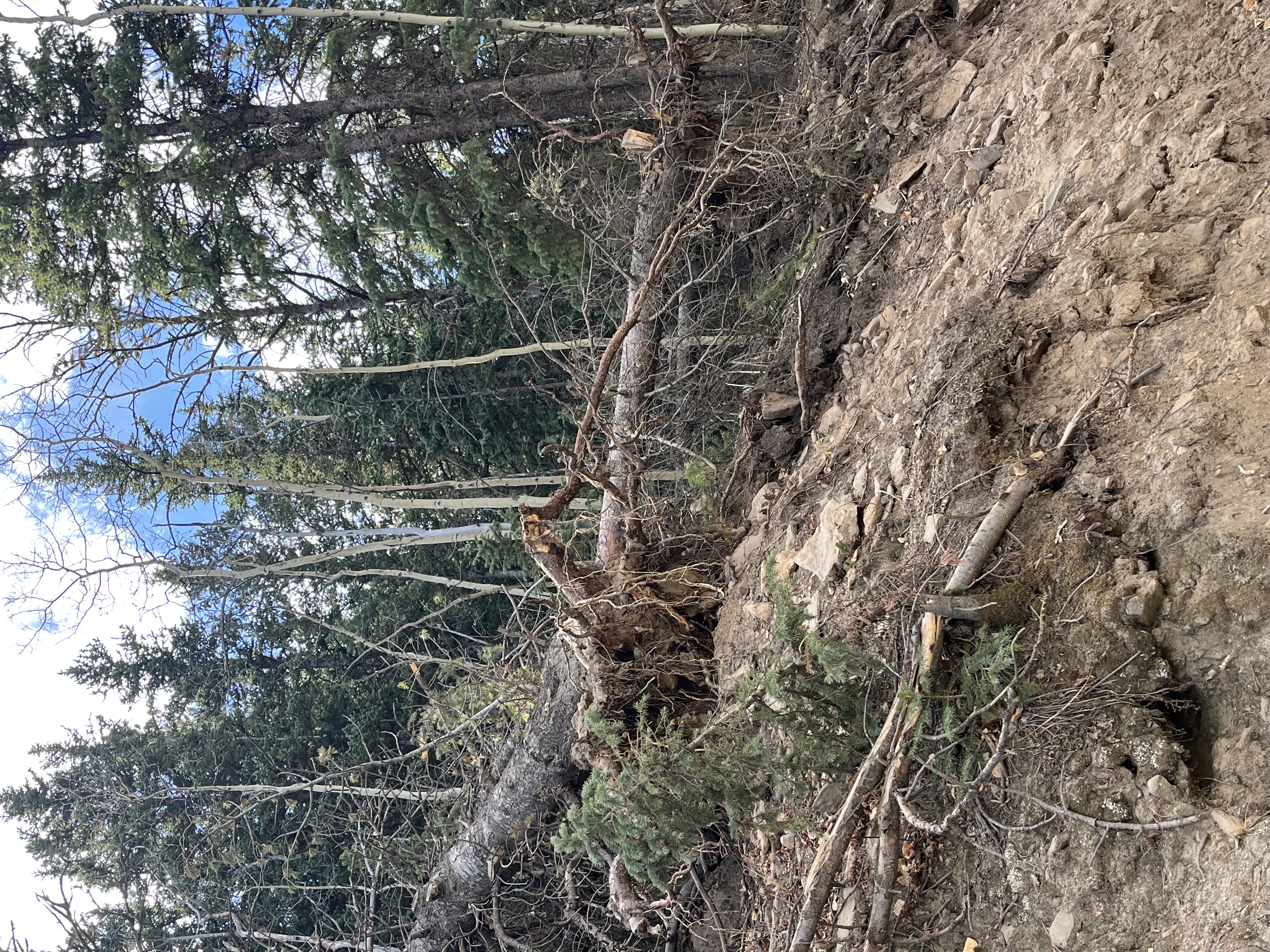 Forest service road.jpg
