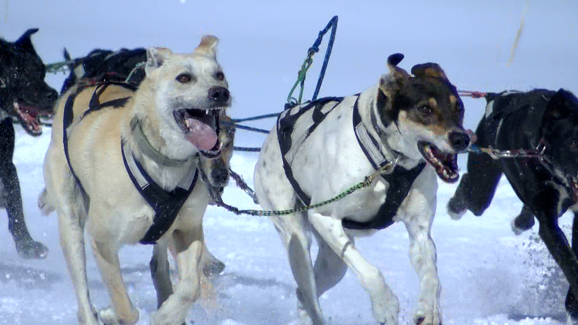 Colorado Mountain Mushers